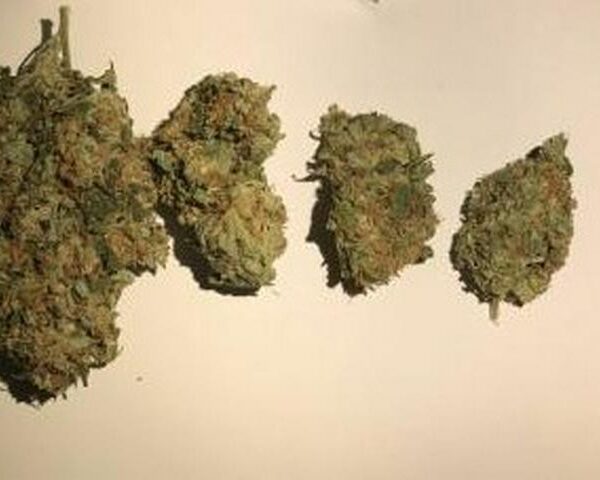 Critical Kush