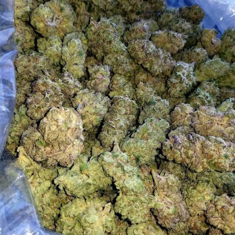 Gorilla Glue4