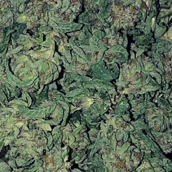 Jamaican Pearl