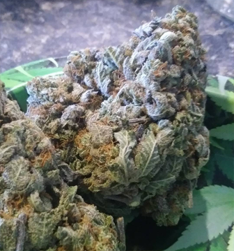 Lavender Haze